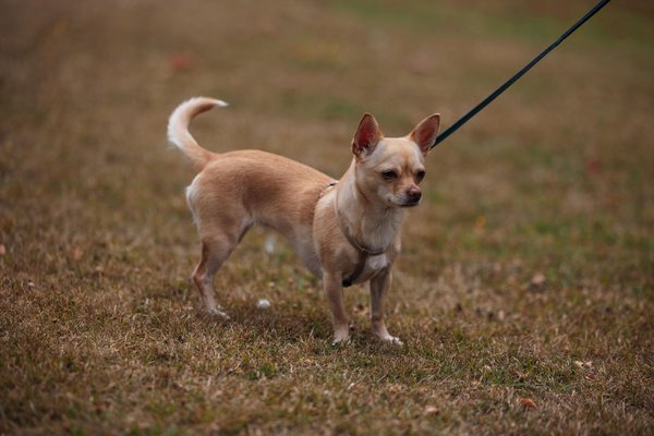 ¿Qué innovaciones están transformando la seguridad en los automóviles?